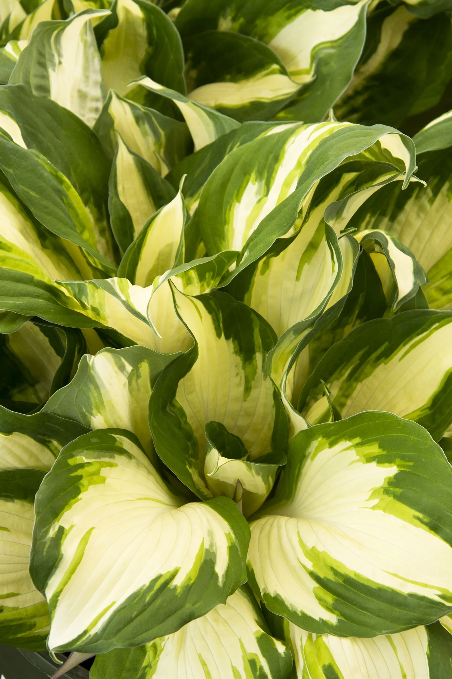 Enterprise Hosta 8 Enterprise Hosta