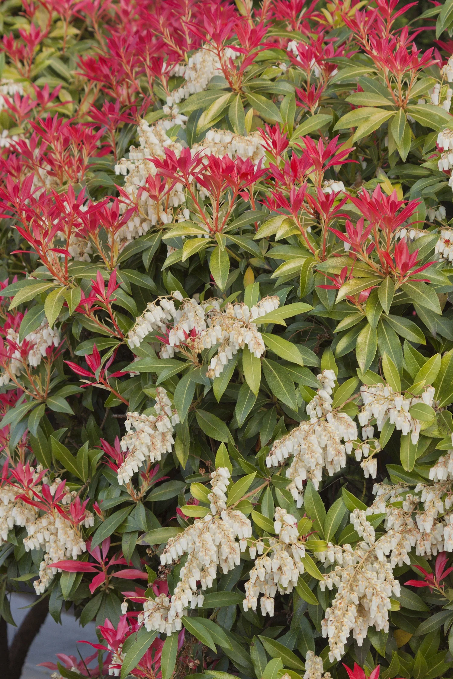 Mountain Fire Pieris 8 Mountain Fire Pieris