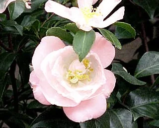 April Blush Camellia 1 April Blush Camellia