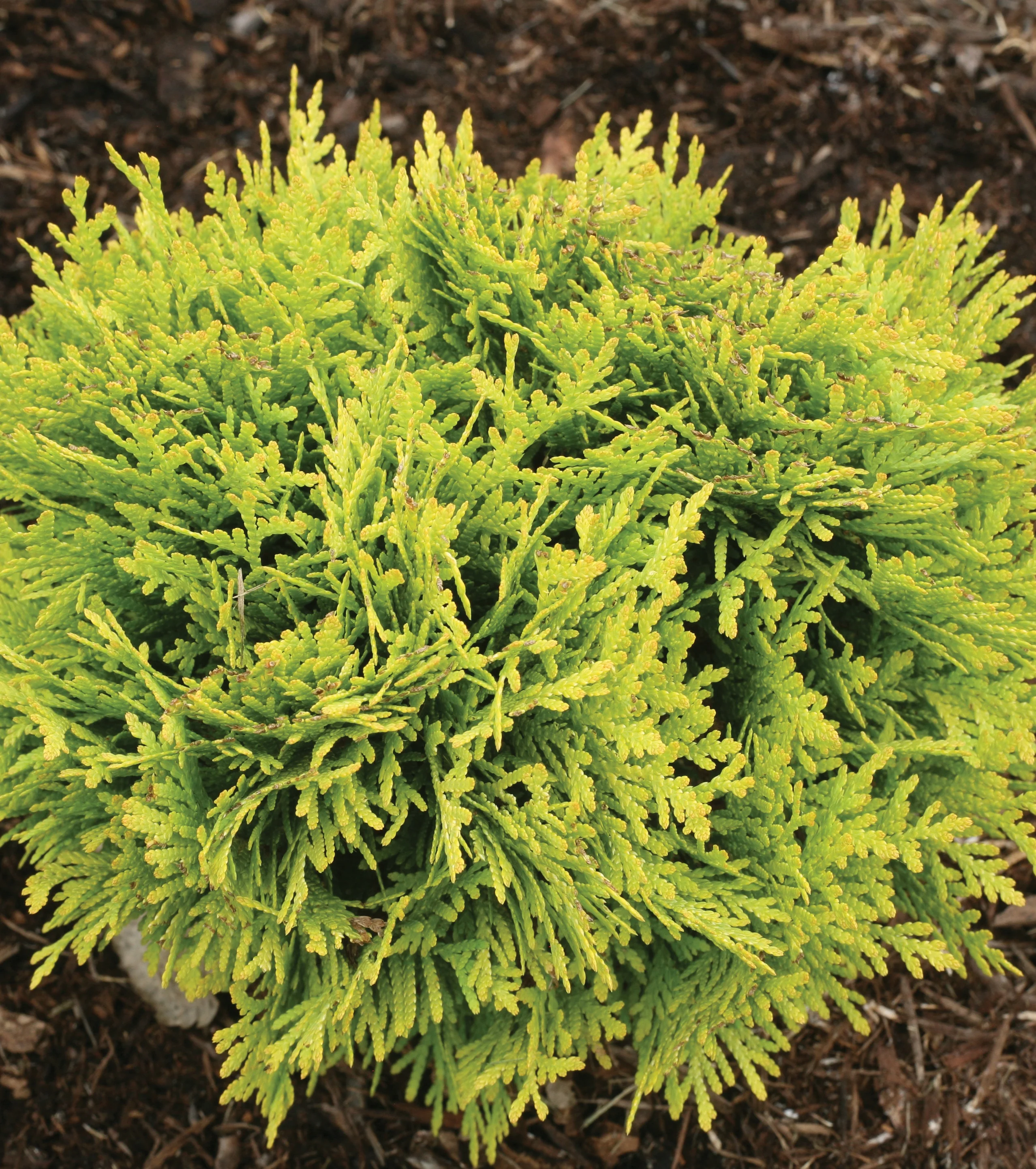Anna's Magic Ball® Arborvitae 1 Anna's Magic Ball® Arborvitae