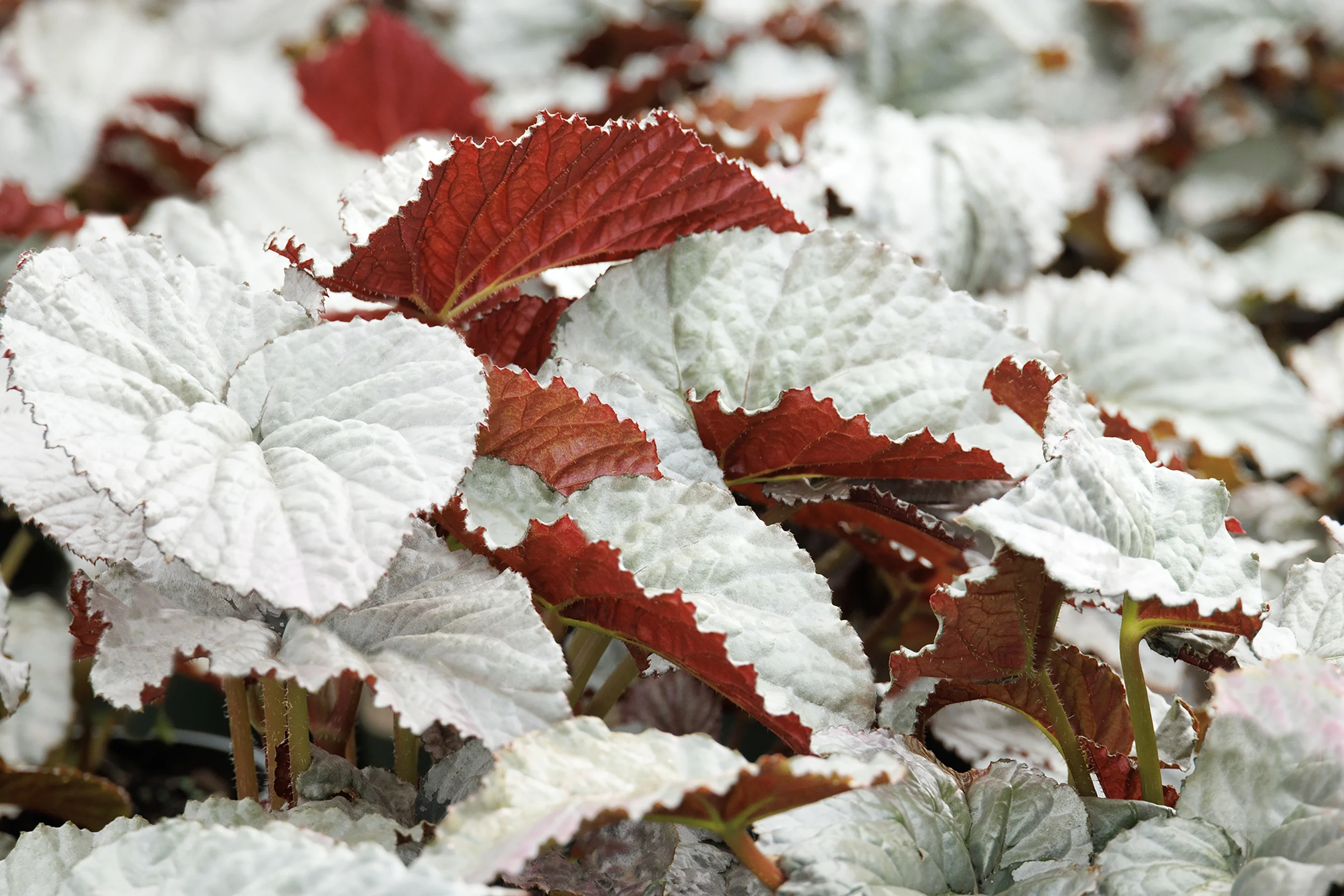Silver™ Treasure Begonia 3 Silver™ Treasure Begonia