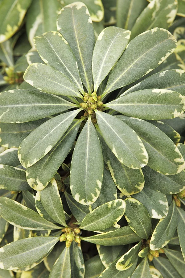 Mojo® Pittosporum 1 Mojo® Pittosporum