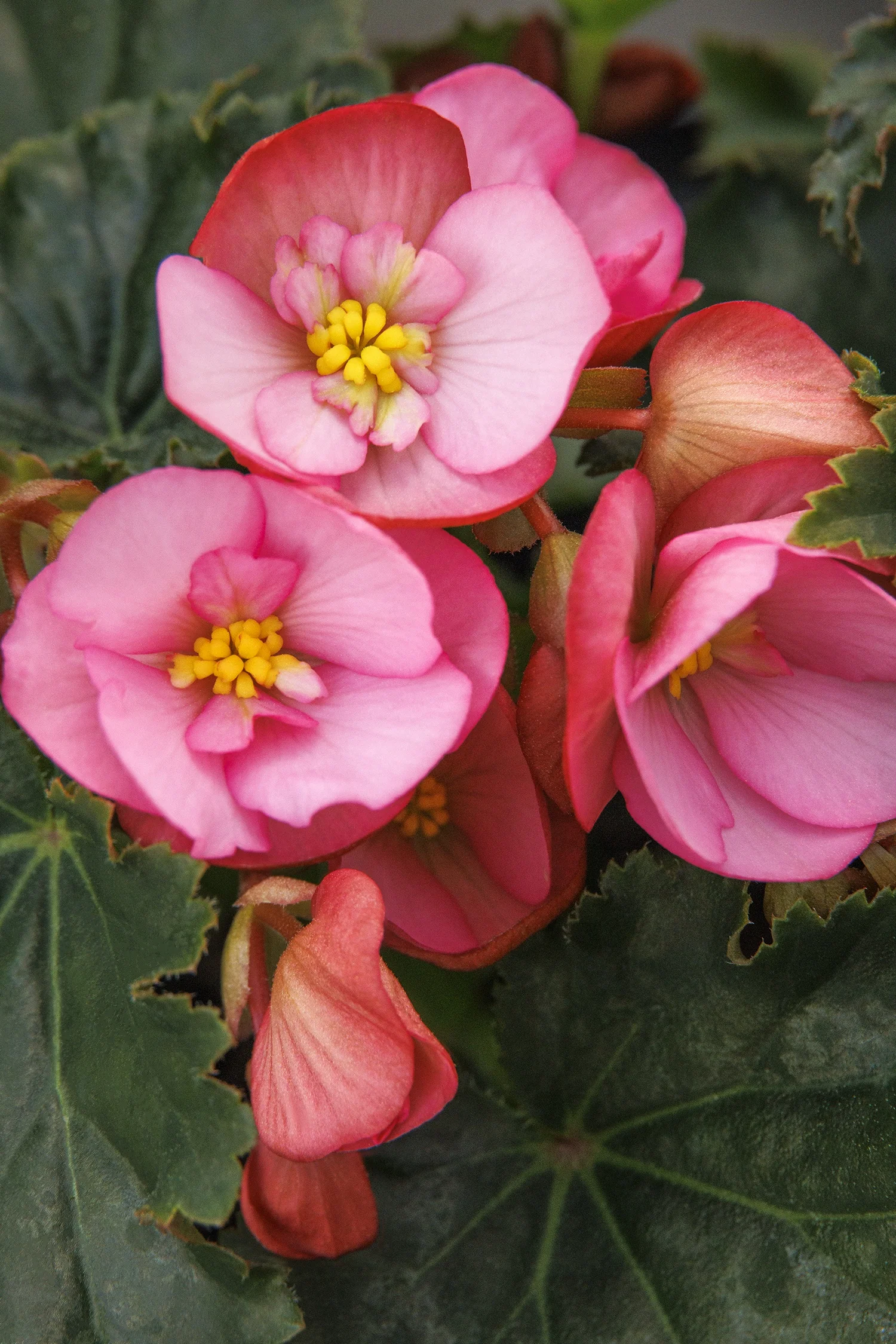 Dreams® Garden MacaRose Begonia 2 Dreams® Garden MacaRose Begonia