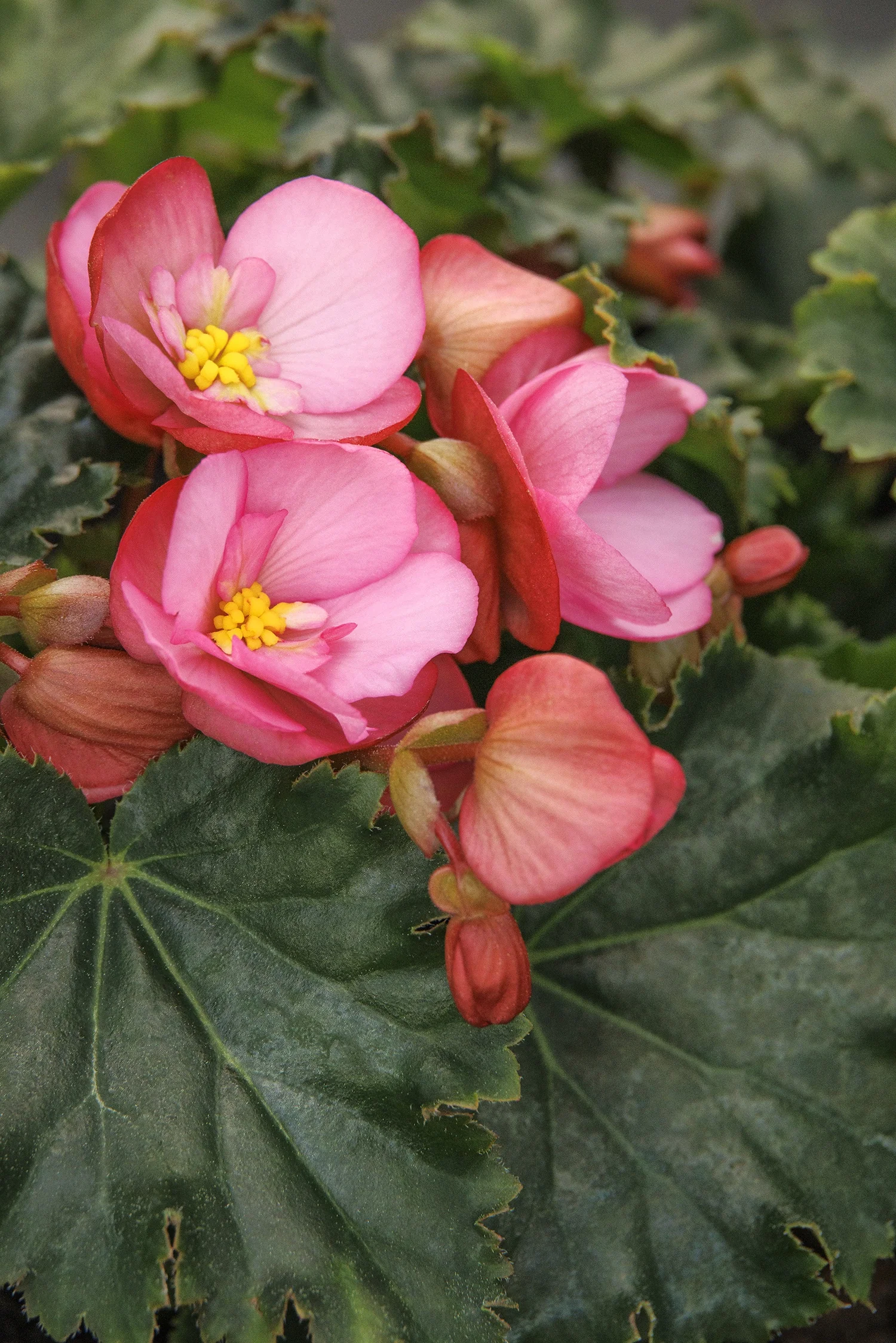 Dreams® Garden MacaRose Begonia
