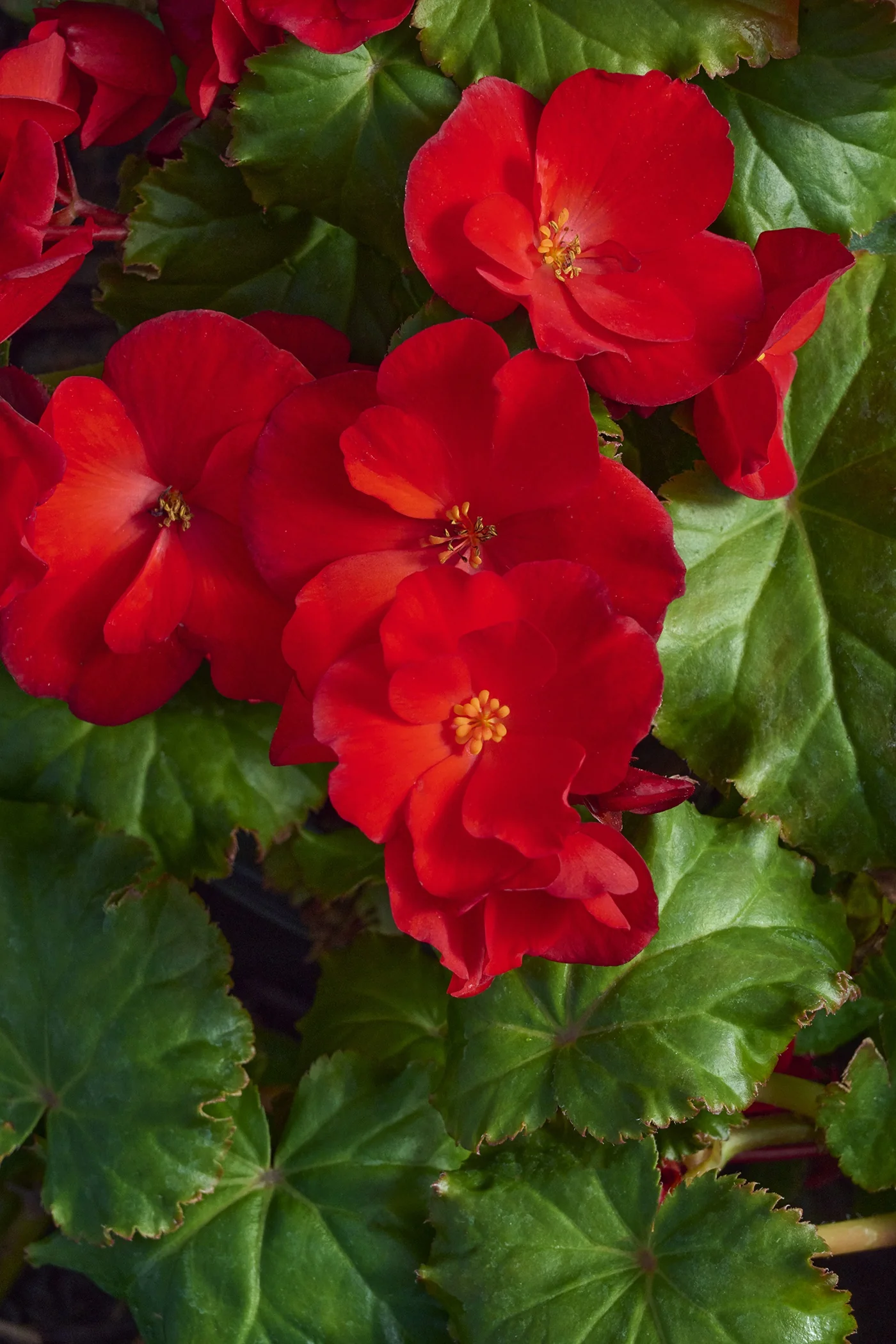 Dreams® Garden MacaRouge Begonia 2 Dreams® Garden MacaRouge Begonia