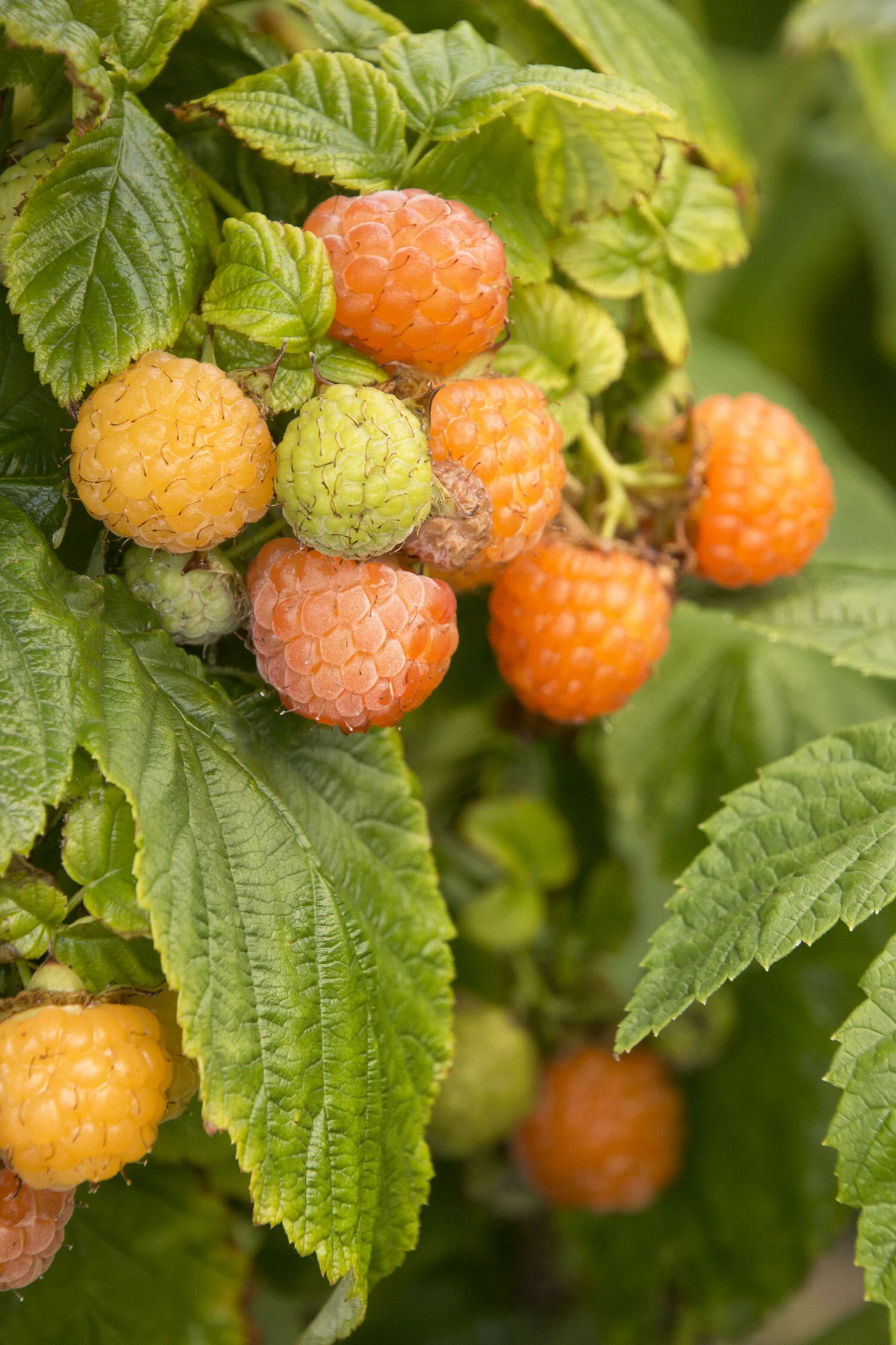 Fall Gold Raspberry