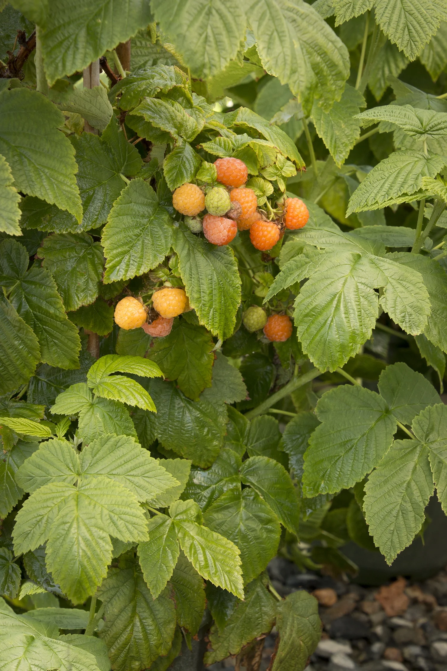 Fall Gold Raspberry