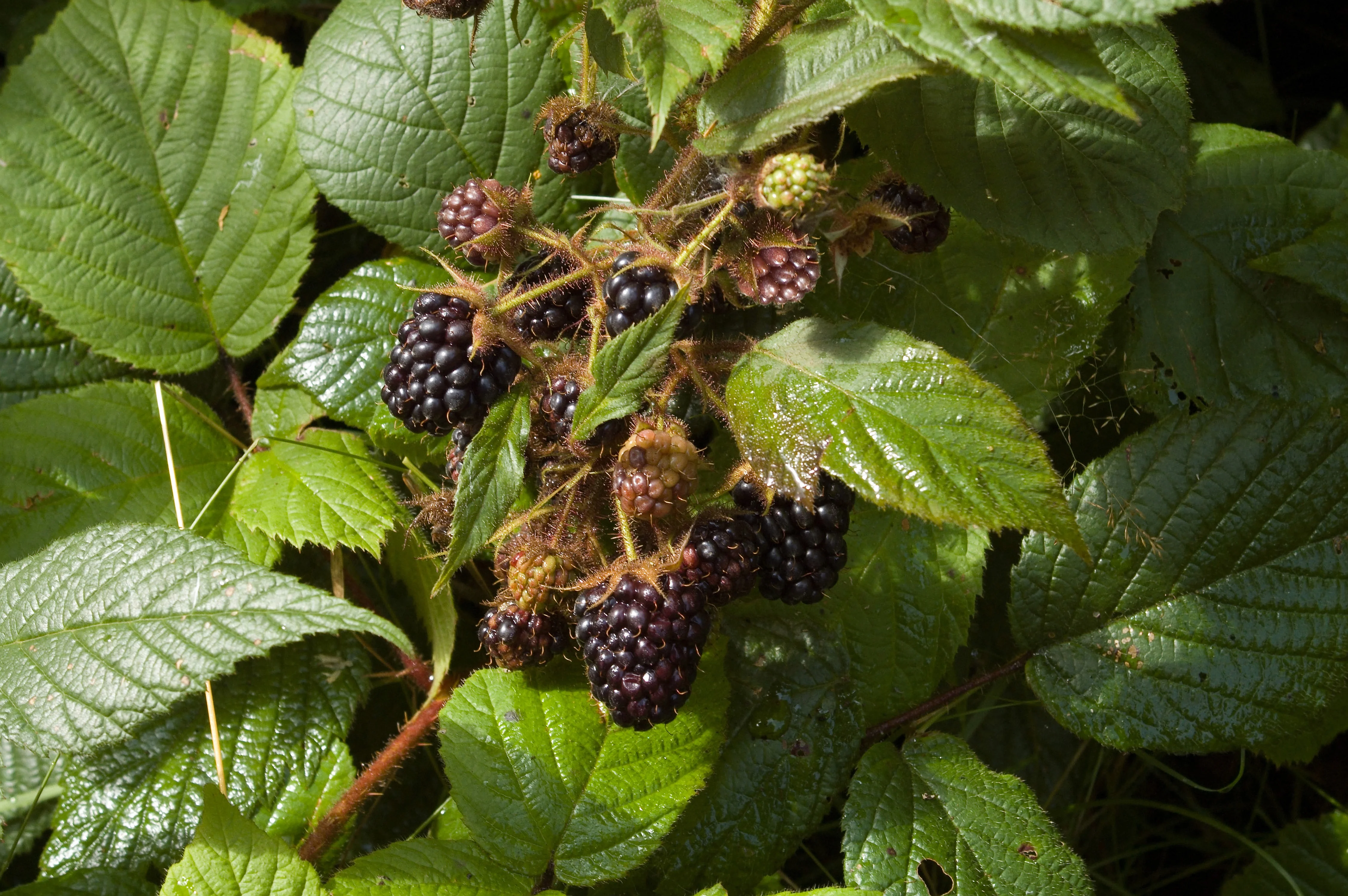 Prime-Jim® Blackberry