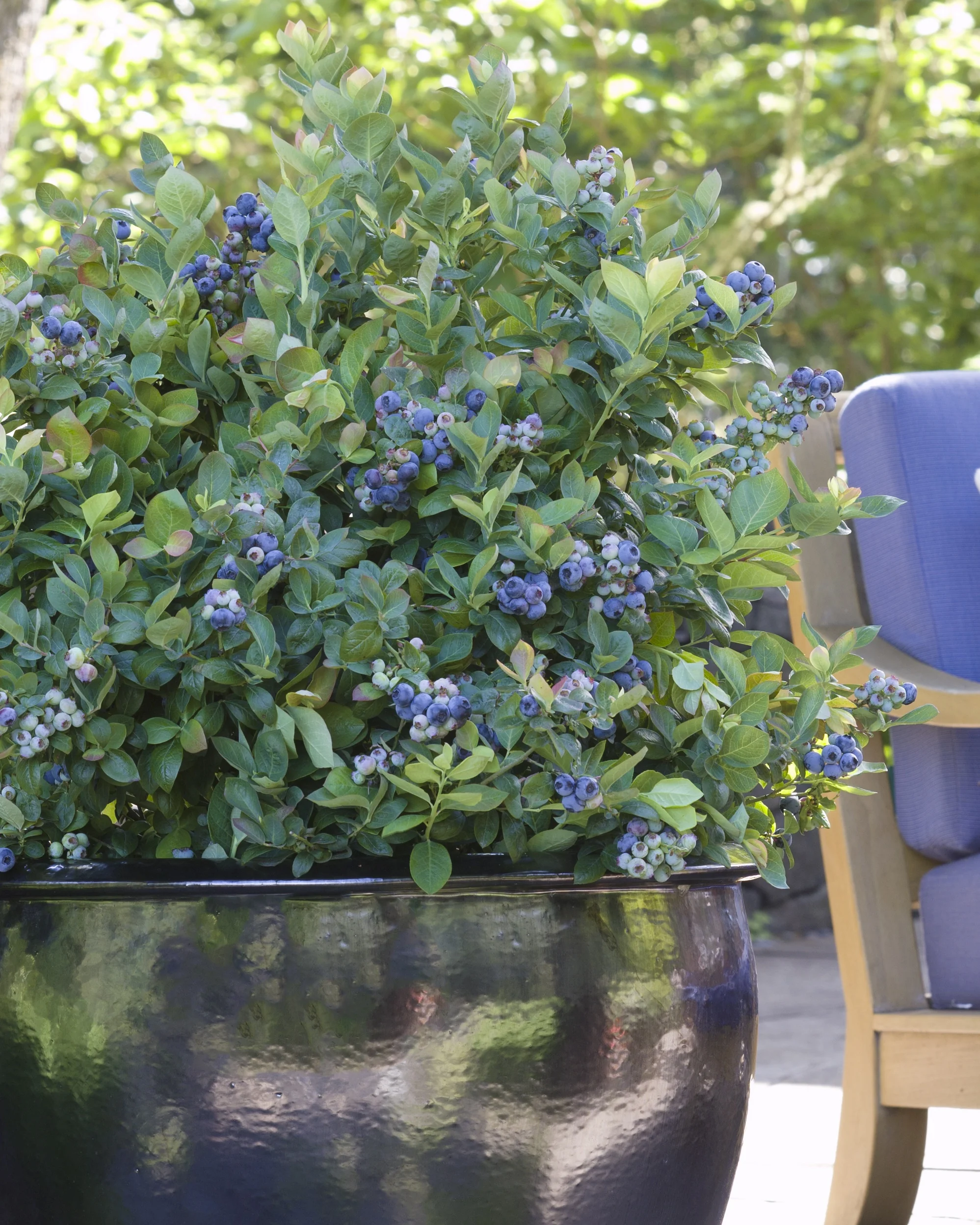 Peach Sorbet® Blueberry