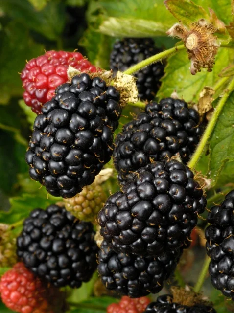 Prime-Ark® 45 Blackberry