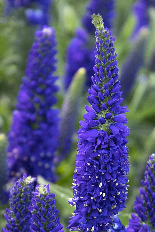 Vernique® Dark Blue Veronica 5 Vernique® Dark Blue Veronica