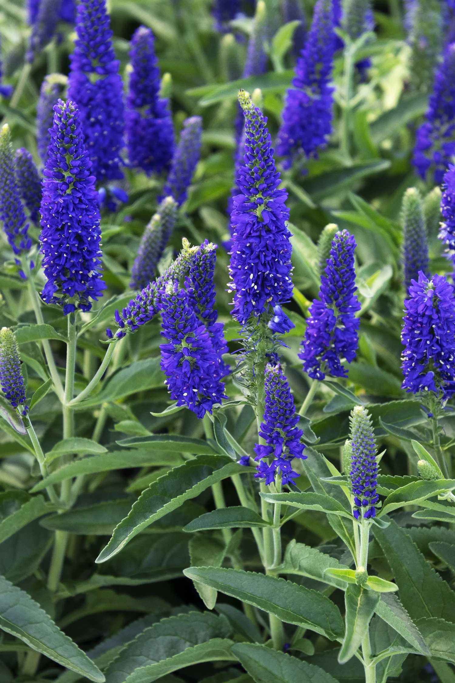 Vernique® Dark Blue Veronica