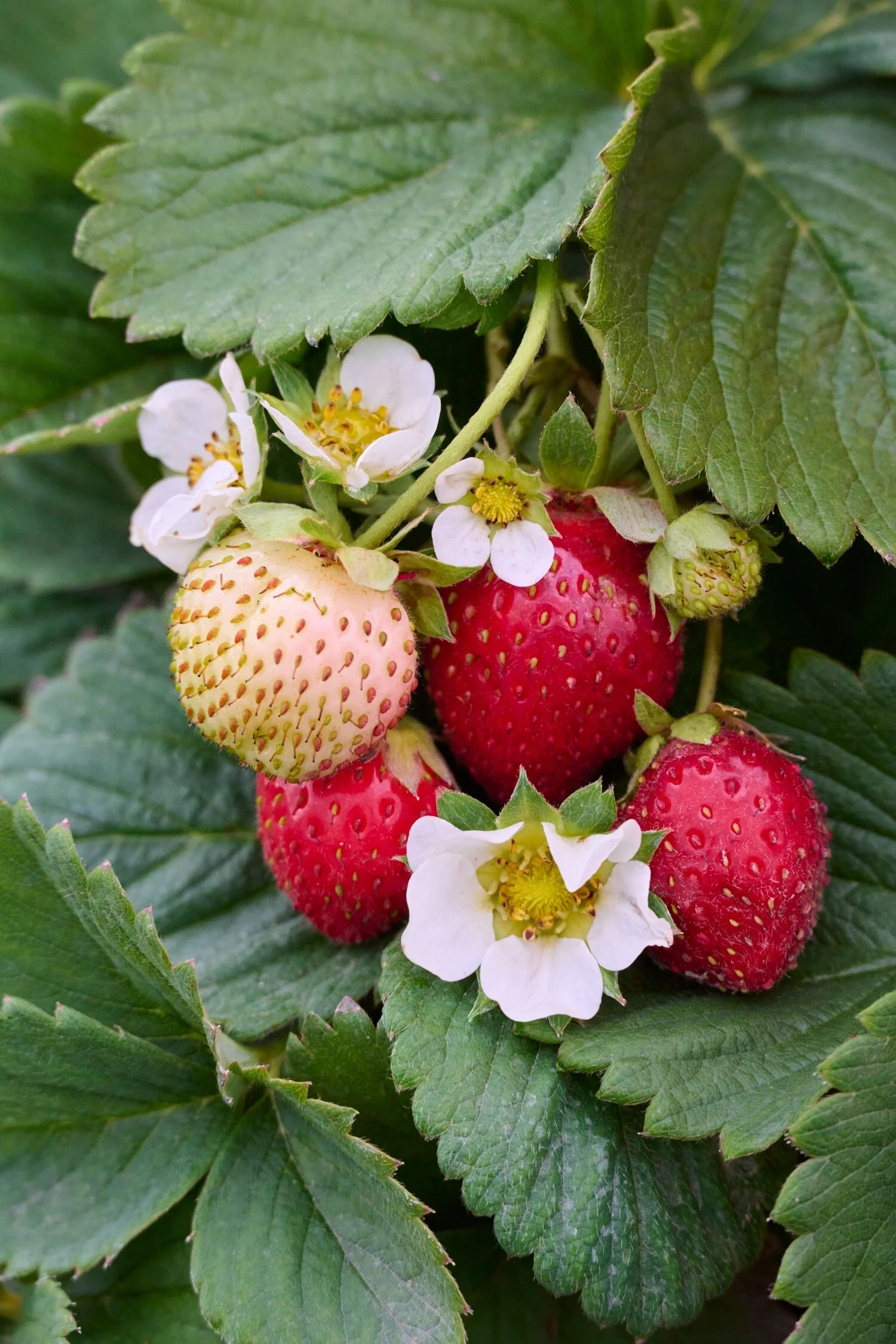 Eversweet Strawberry 2 Eversweet Strawberry