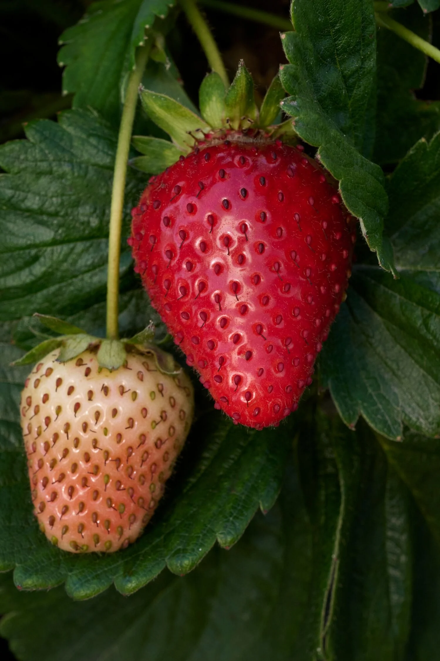 Eversweet Strawberry 2 Eversweet Strawberry