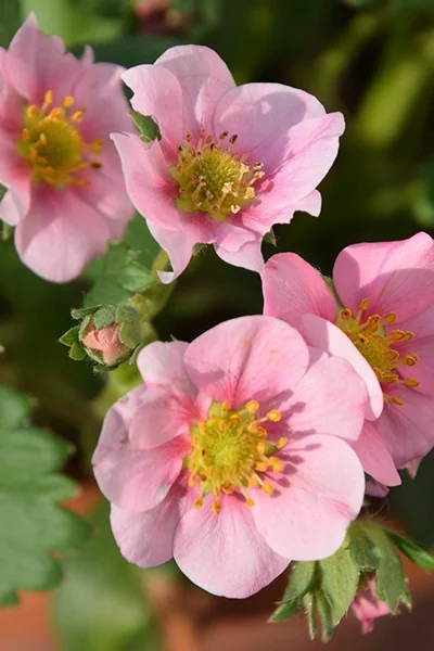 Fragissimo Pink Strawberry
