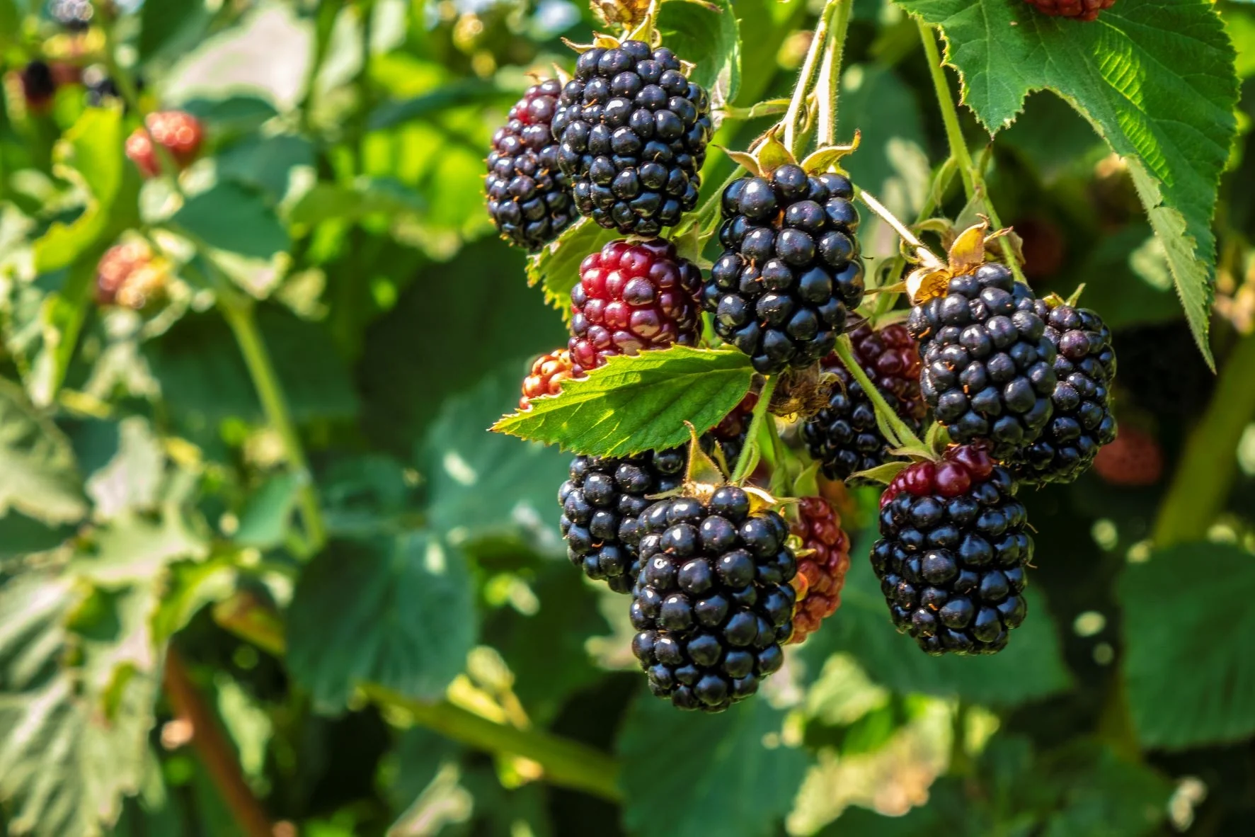 Big Daddy Thornless Blackberry 9 Big Daddy Thornless Blackberry