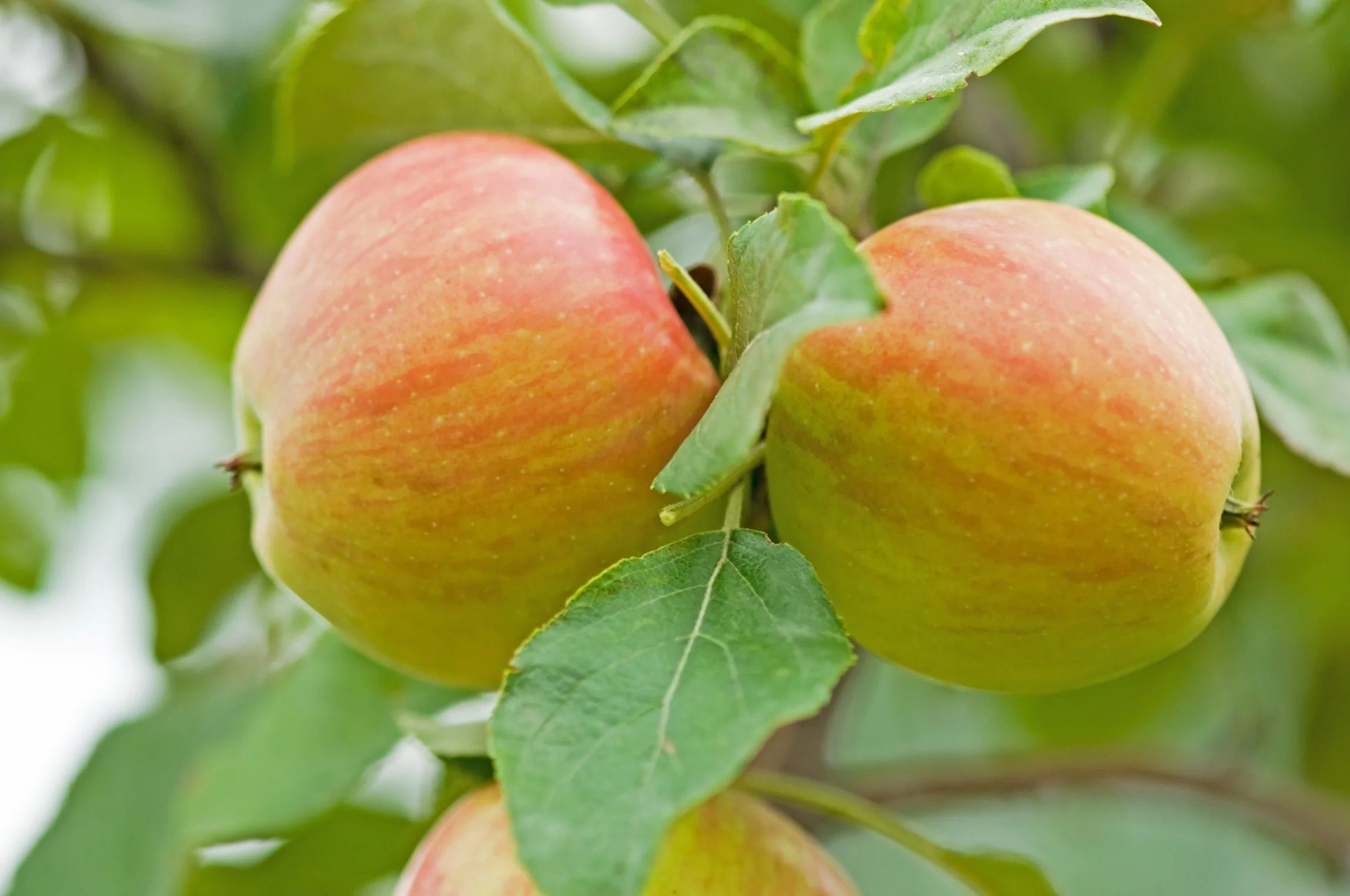 Five-in-One Combo Apple 1 Five-in-One Combo Apple