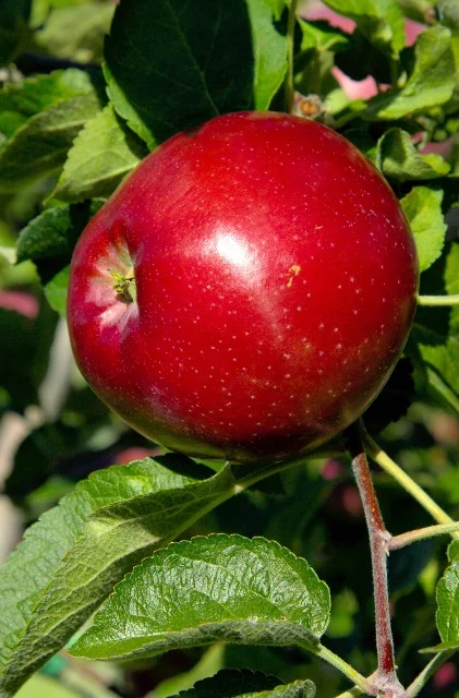 Five-in-One Combo Apple 2 Five-in-One Combo Apple