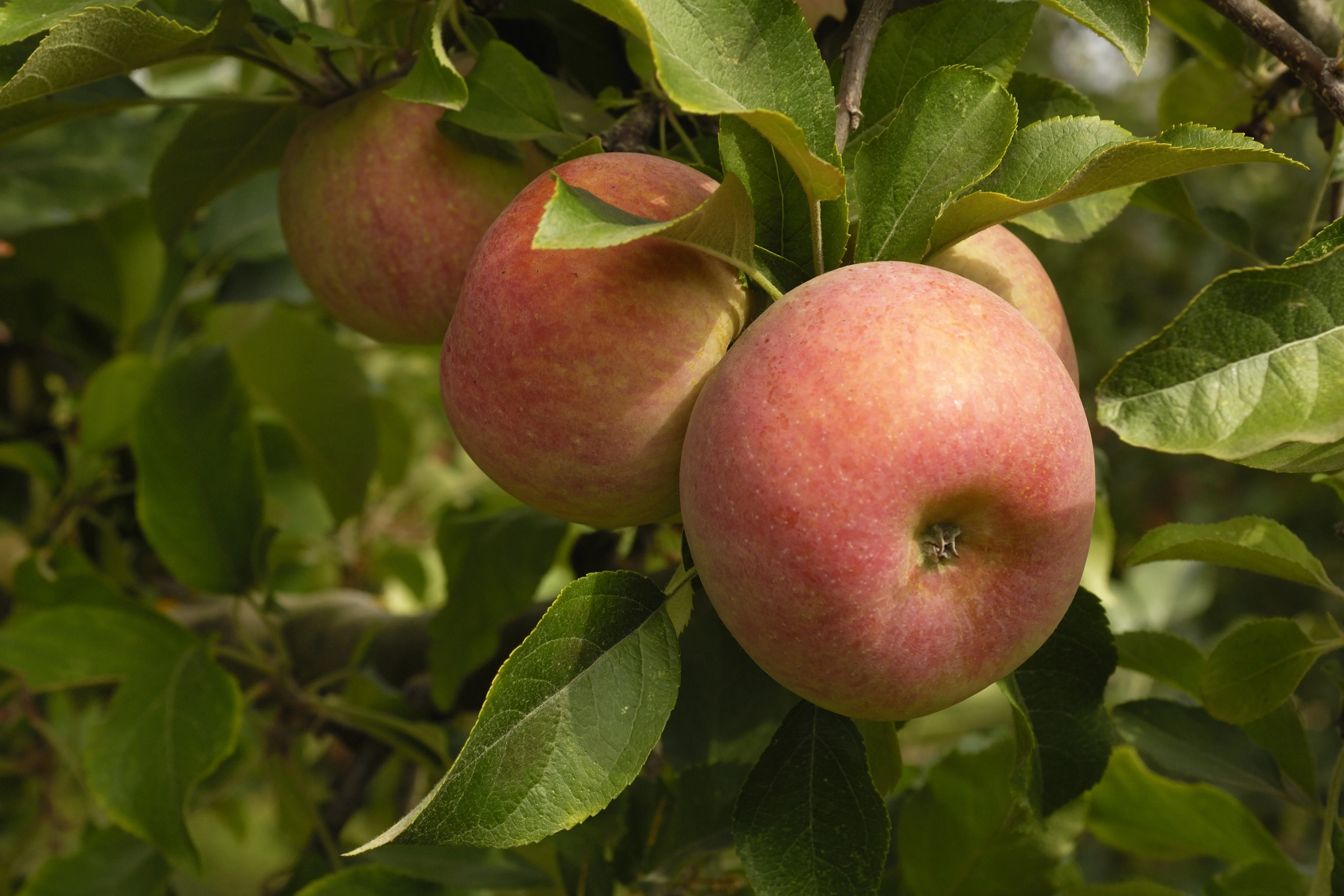 Three-Tier Combo Apple, Espalier 8 Three-Tier Combo Apple, Espalier