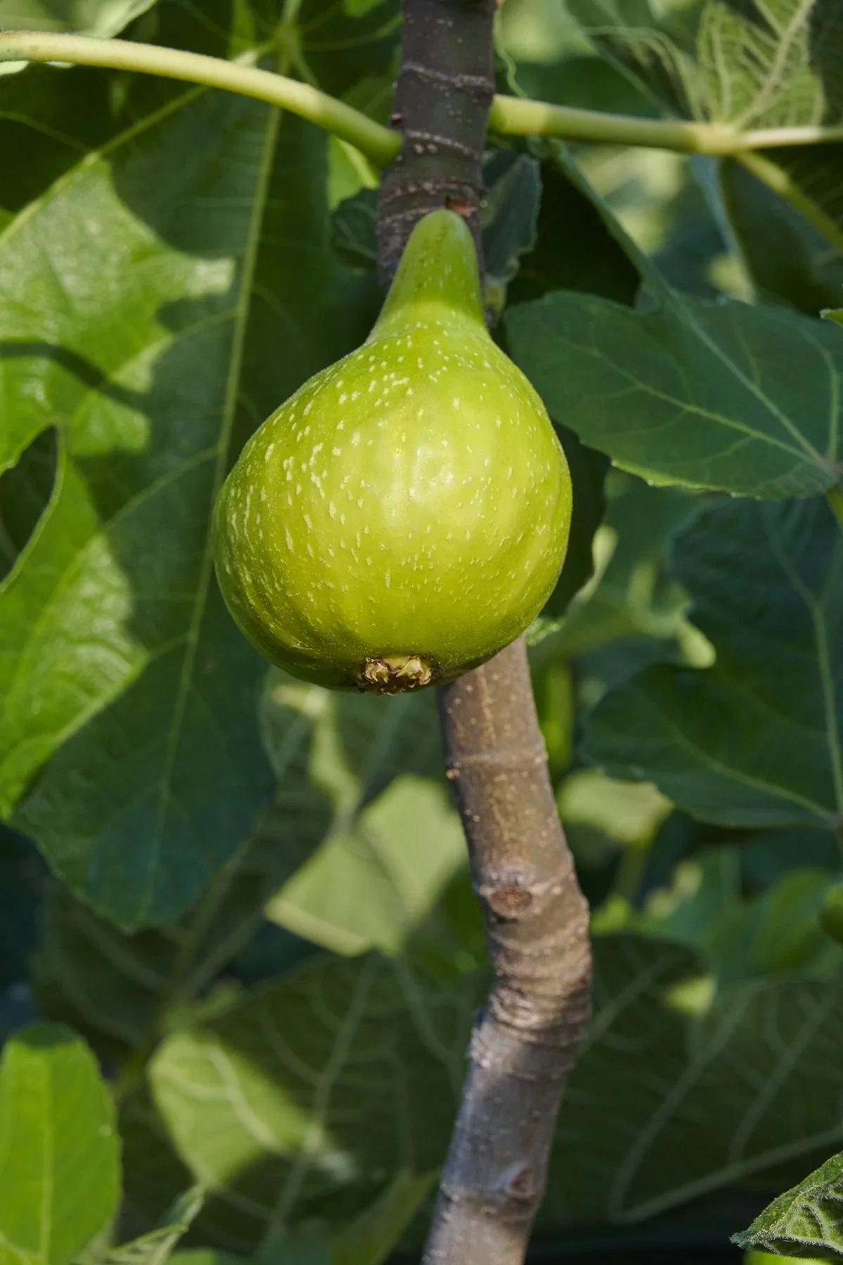 Peter's Honey Fig 2 Peter's Honey Fig