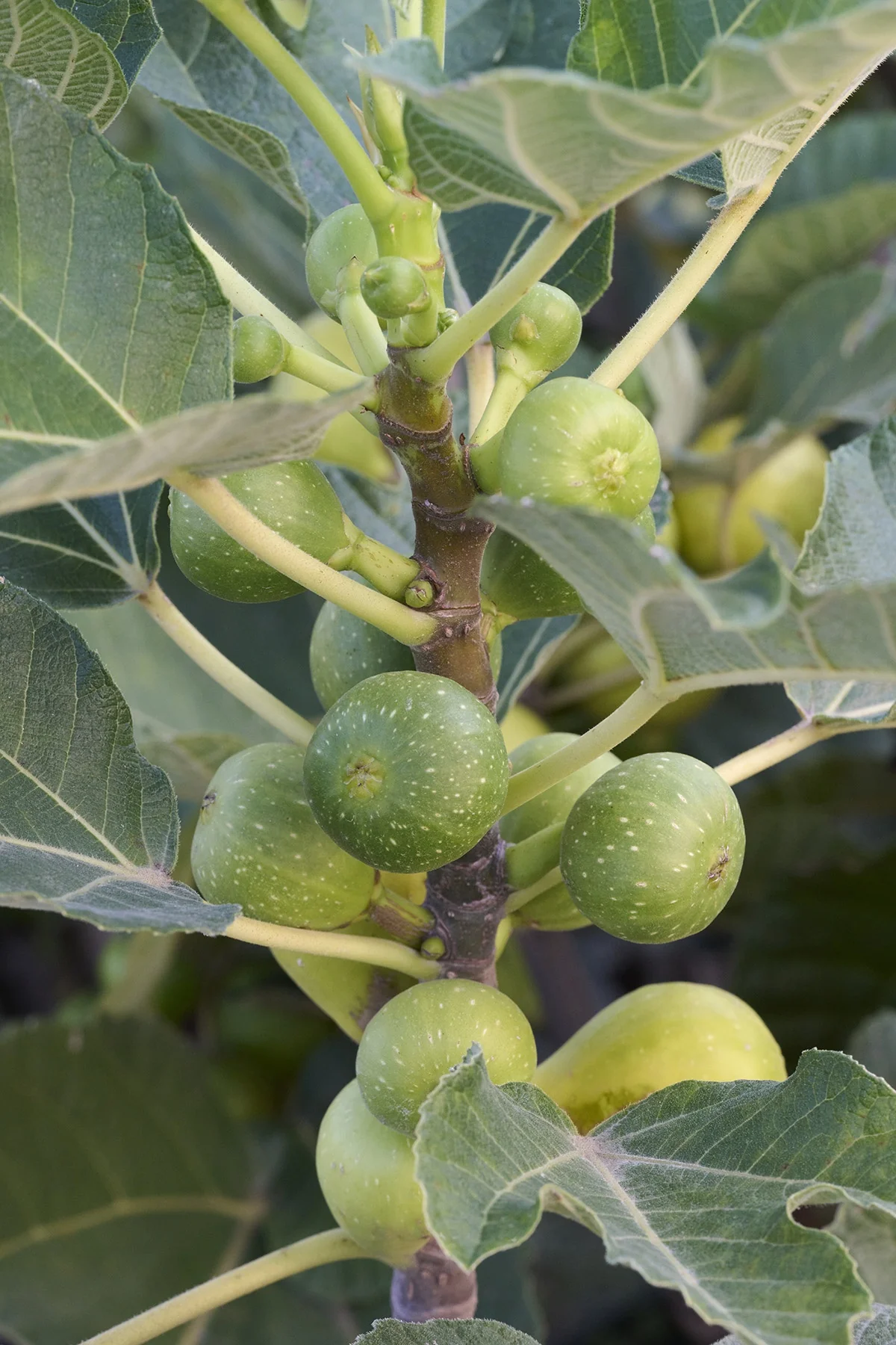 Peter's Honey Fig 5 Peter's Honey Fig