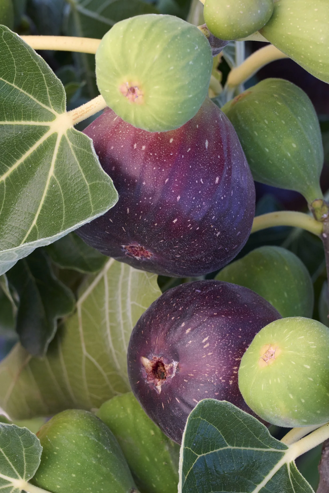 Brown Turkey Fig 10 Brown Turkey Fig