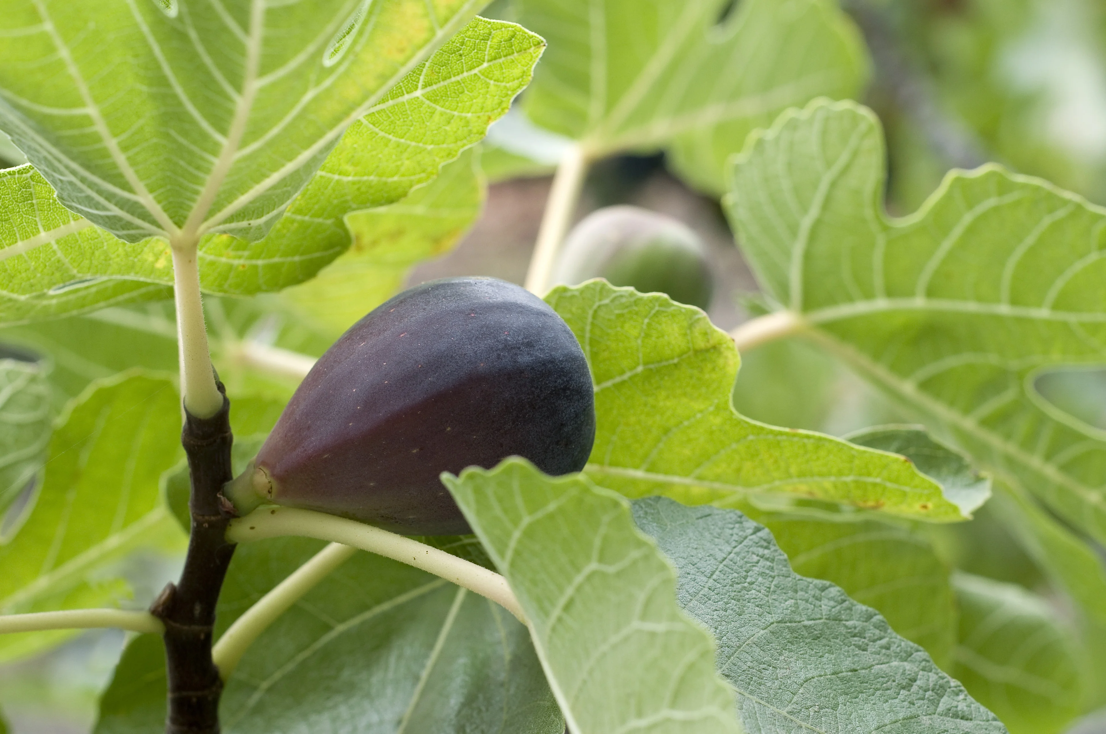 Mission Fig 2 Mission Fig