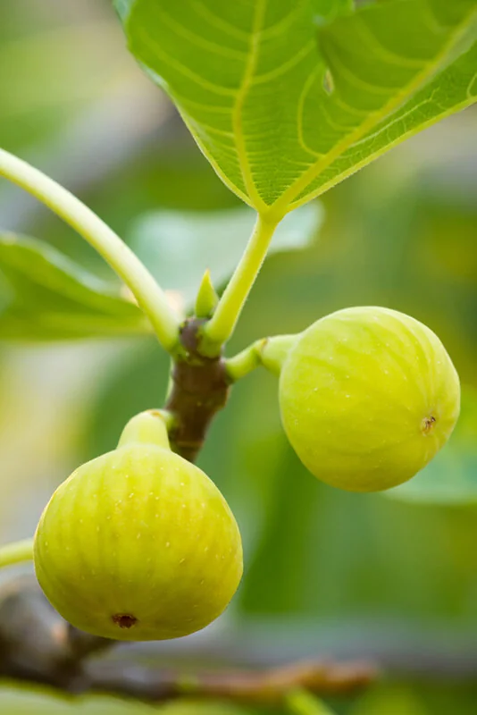 Desert King Fig 2 Desert King Fig
