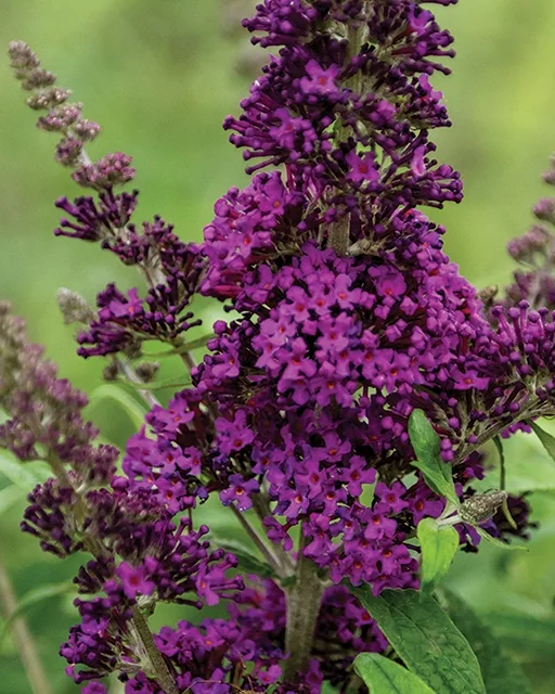 RoyalRazz® Butterfly Bush 5 RoyalRazz® Butterfly Bush