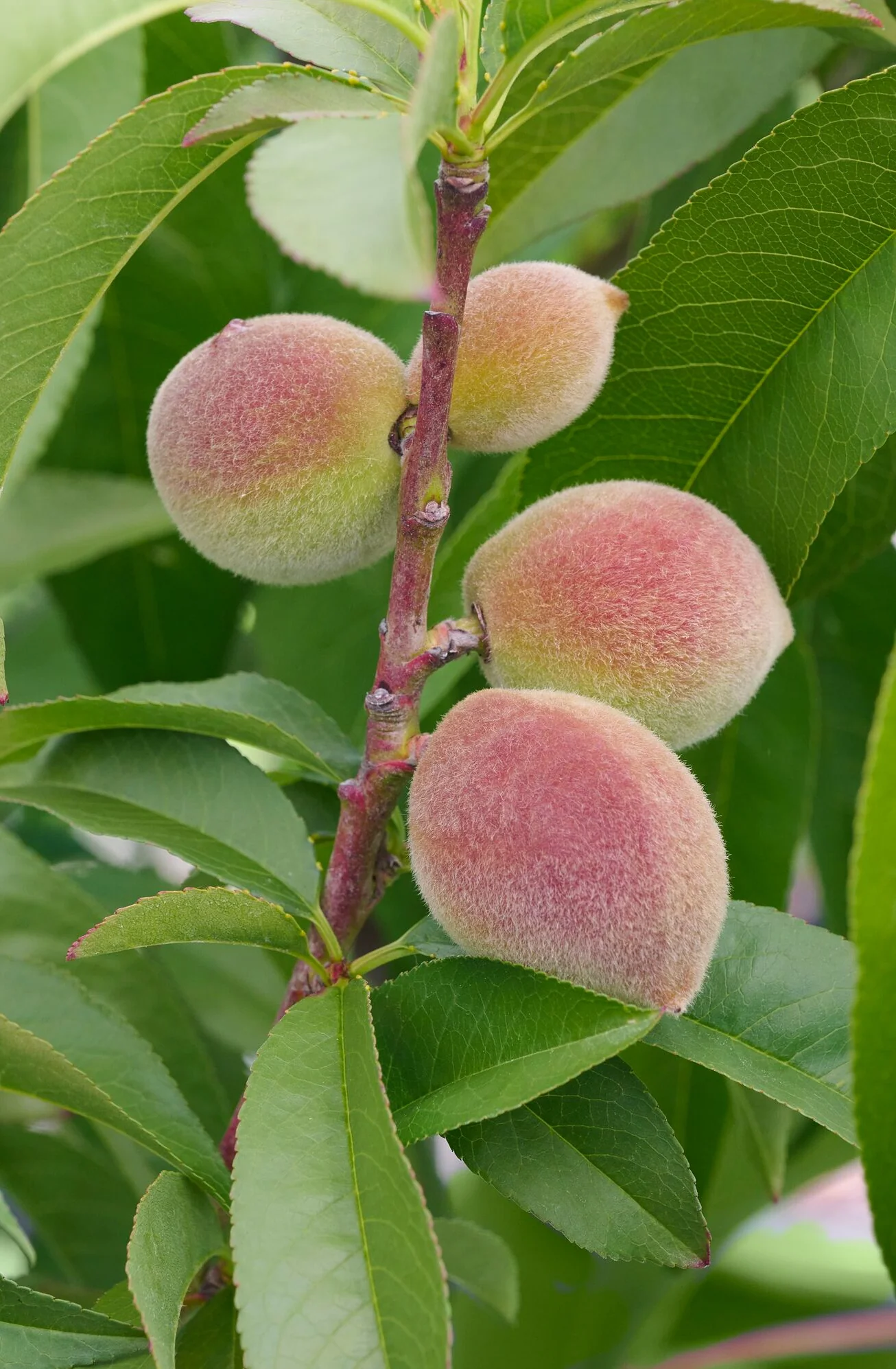 Contender Peach 1 Contender Peach