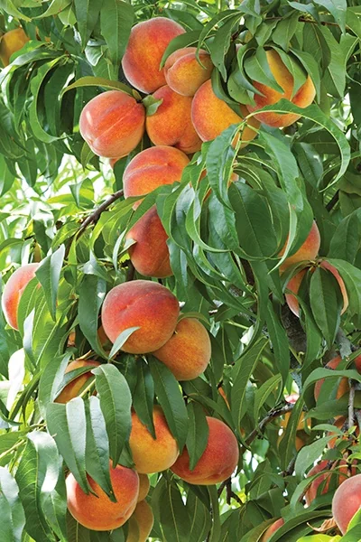 Honey Babe Miniature Peach 4 Honey Babe Miniature Peach