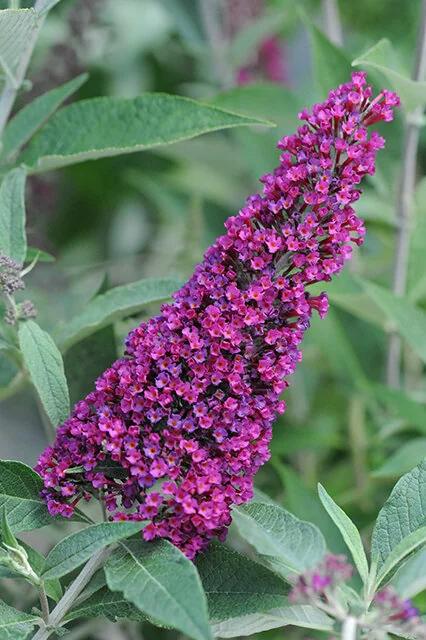 Buzz™ Velvet Butterfly Bush 5 Buzz™ Velvet Butterfly Bush