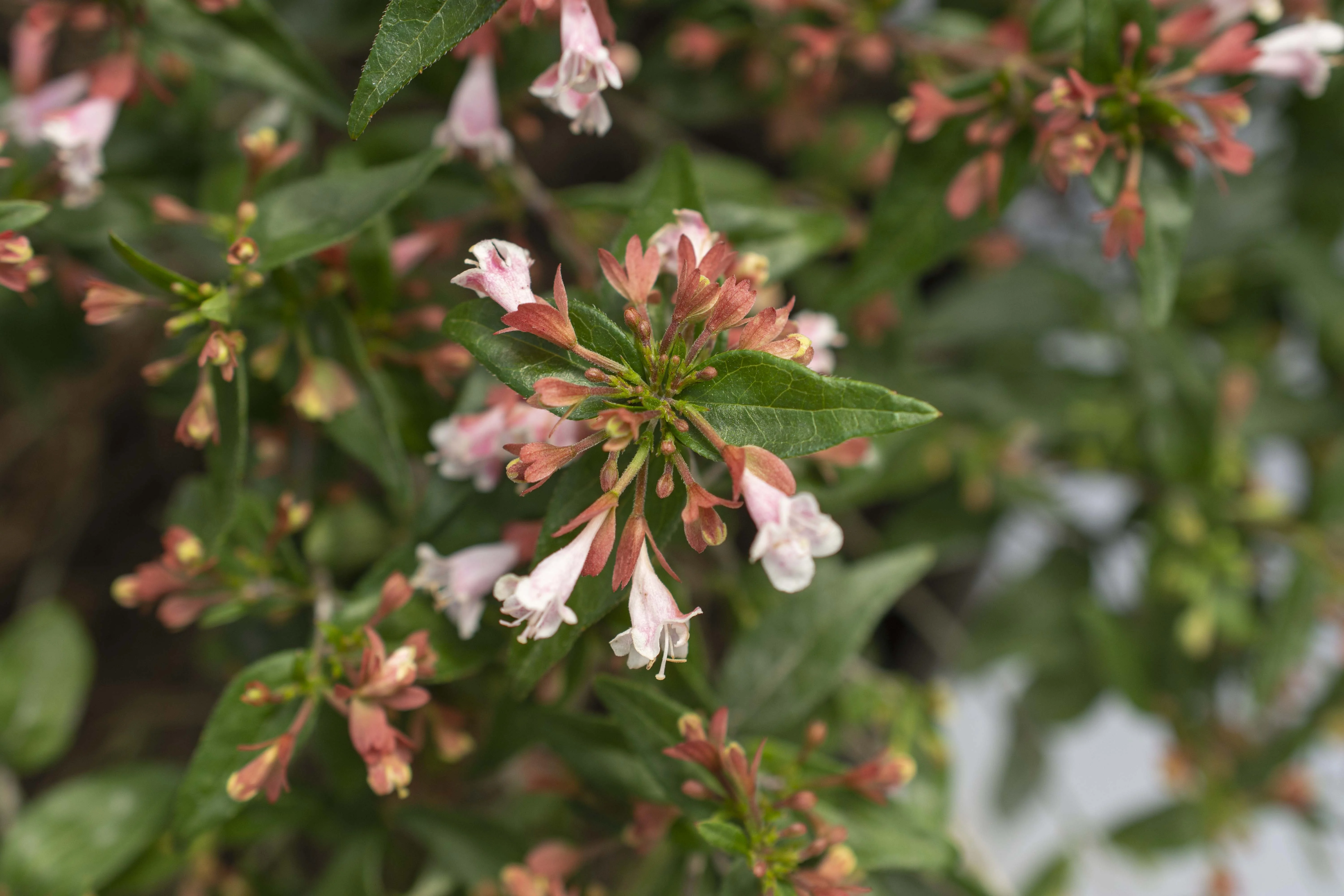 Raspberry Perfection™ Abelia 3 Raspberry Perfection™ Abelia