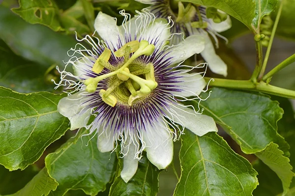 Possum Purple Passion Flower 1 Possum Purple Passion Flower