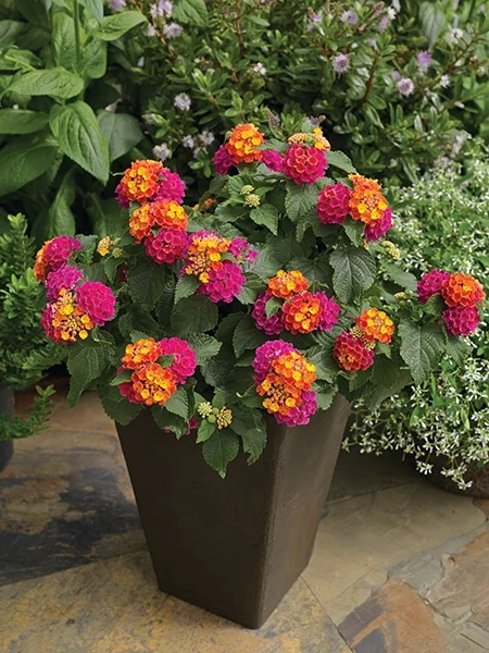 Bandana® Cherry Sunrise Lantana 2 Bandana® Cherry Sunrise Lantana