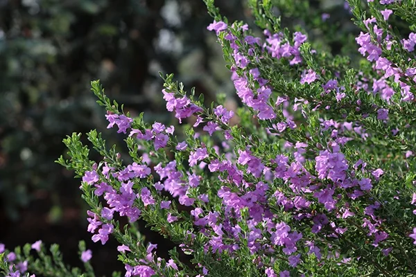 Purple Rain Texas Ranger
