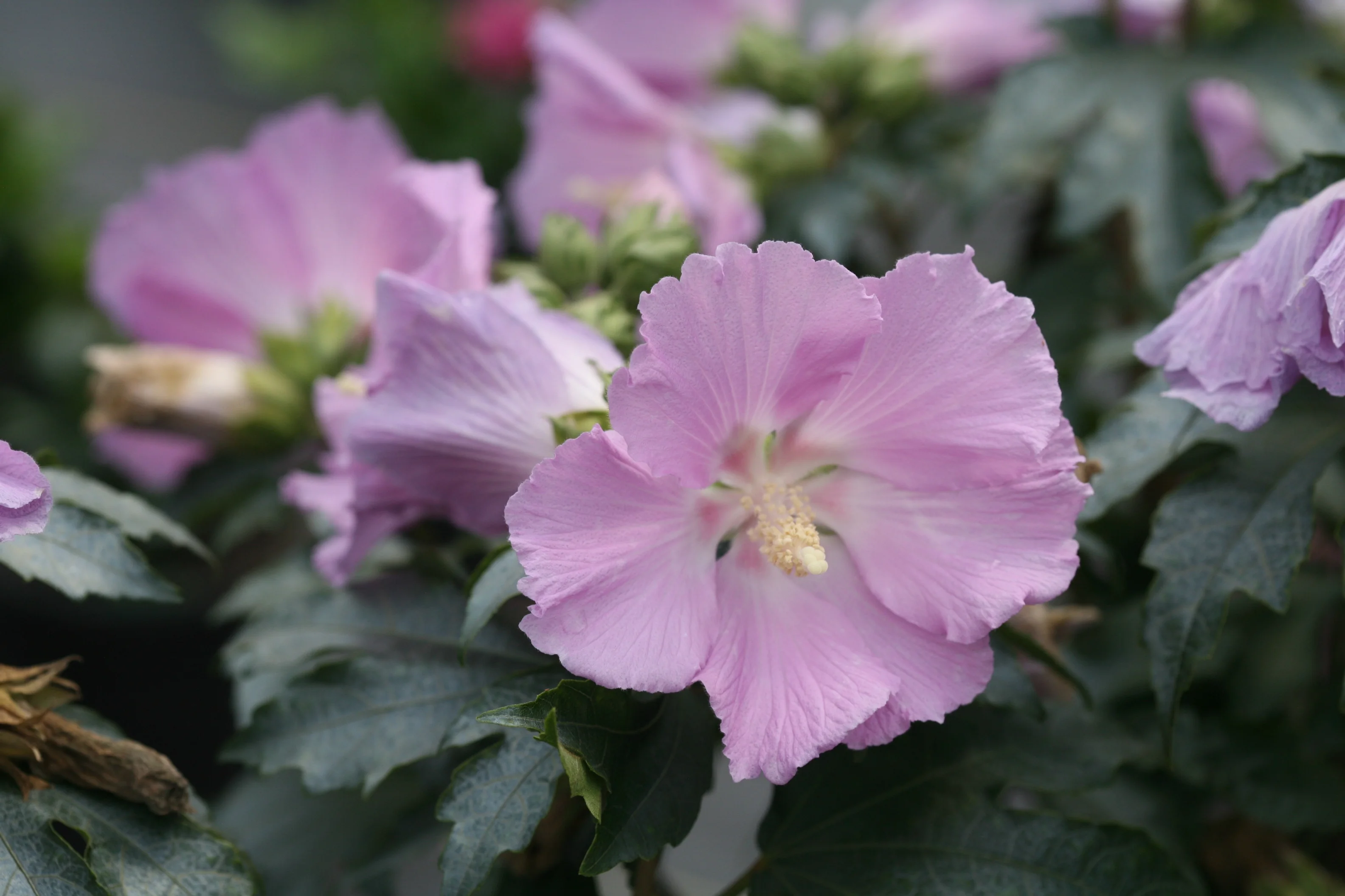 Pollypetite® Rose of Sharon
