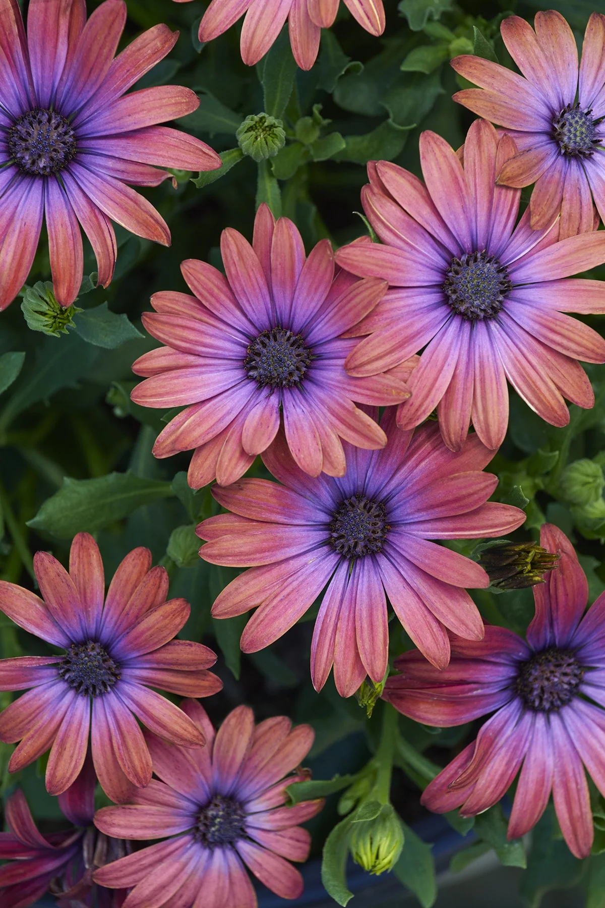 Ostica™ Bronze African Daisy 8 Ostica™ Bronze African Daisy
