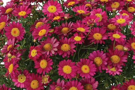 Angelic™ Burgundy Marguerite Daisy 3 Angelic™ Burgundy Marguerite Daisy