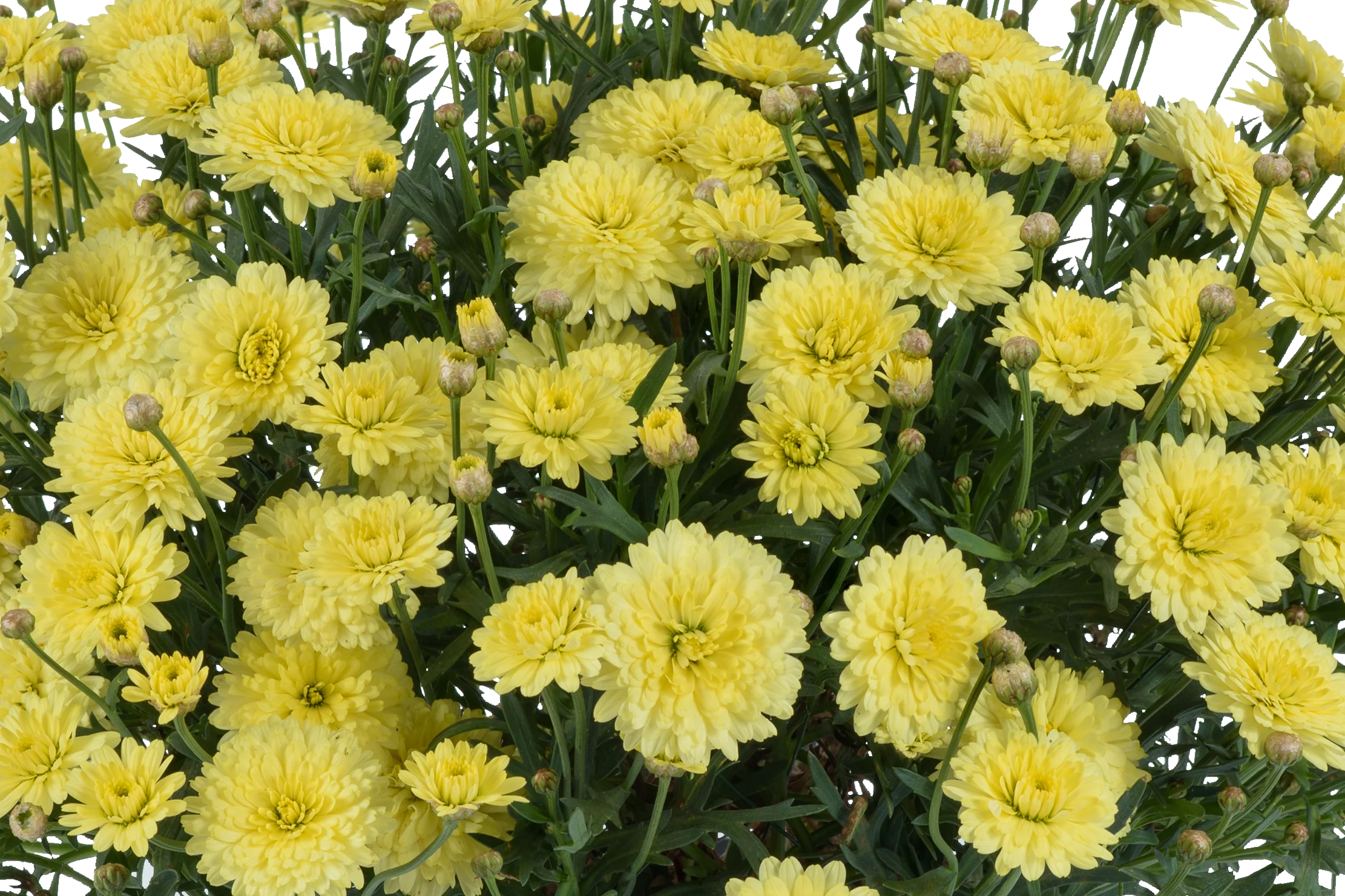 Angelic™ Maize™ Improved Marguerite Daisy