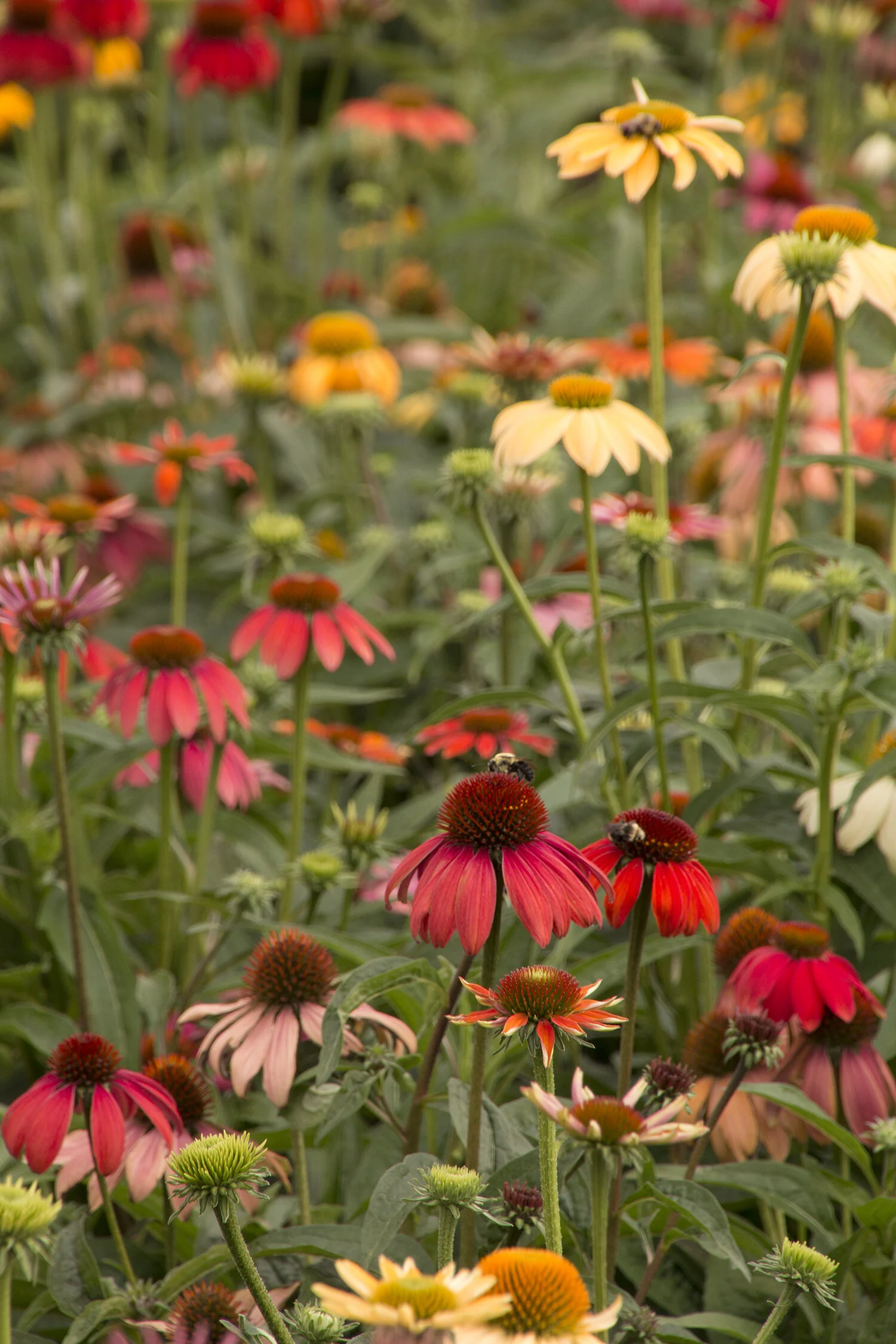 Cheyenne Spirit Coneflower 1 Cheyenne Spirit Coneflower