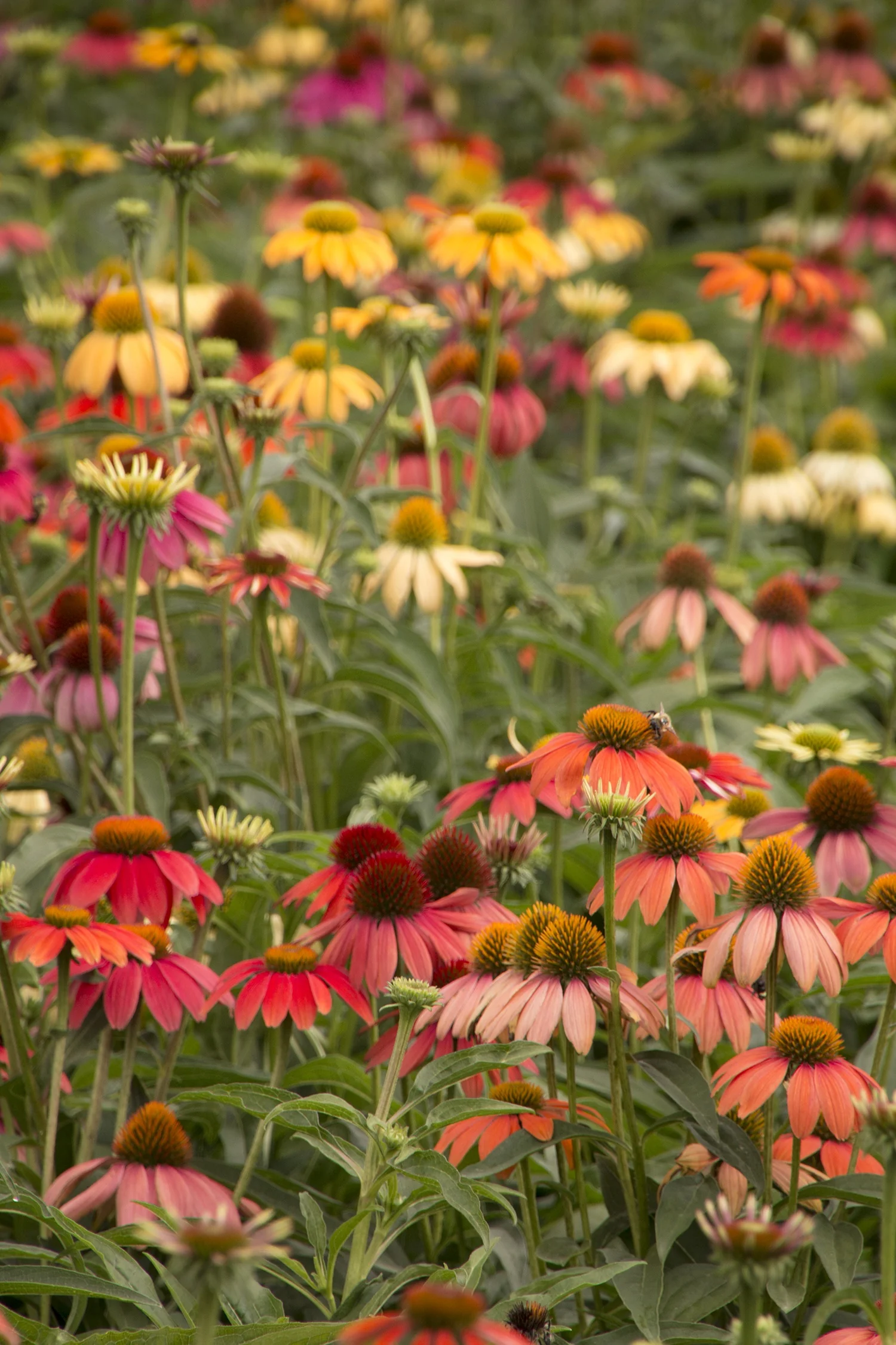 Cheyenne Spirit Coneflower 2 Cheyenne Spirit Coneflower