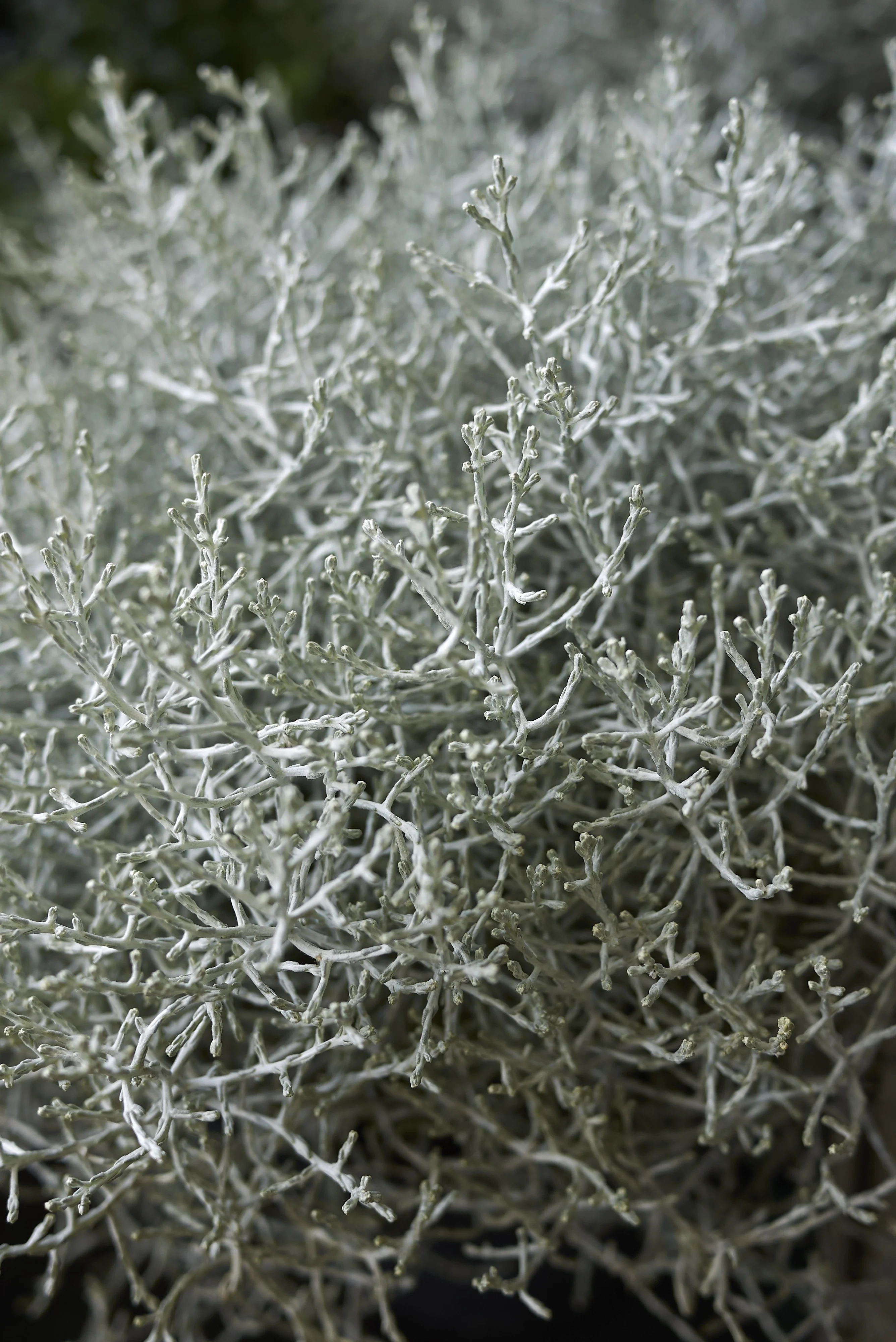 Silver Star Cushion Bush