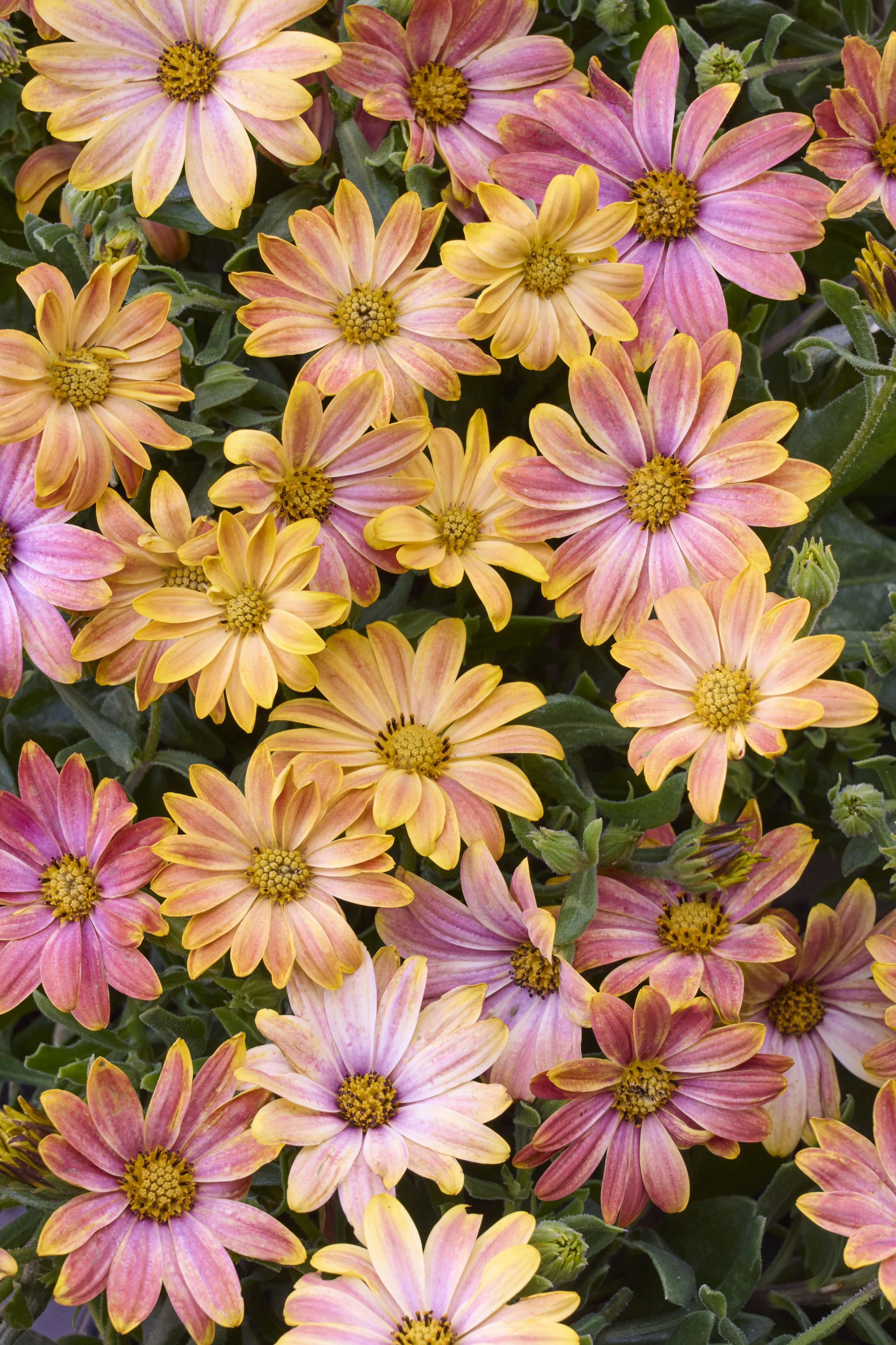 Osticade™ Daybreak African Daisy 11 Osticade™ Daybreak African Daisy