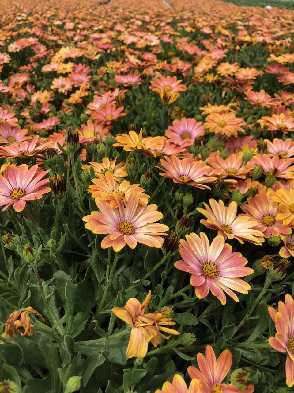 Osticade™ Daybreak African Daisy 2 Osticade™ Daybreak African Daisy