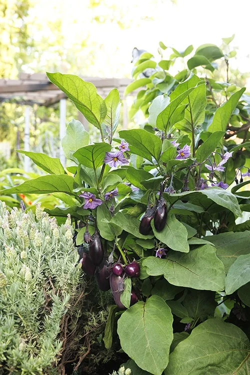 Patio Baby Eggplant 1 Patio Baby Eggplant