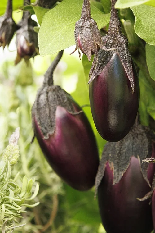 Patio Baby Eggplant 2 Patio Baby Eggplant