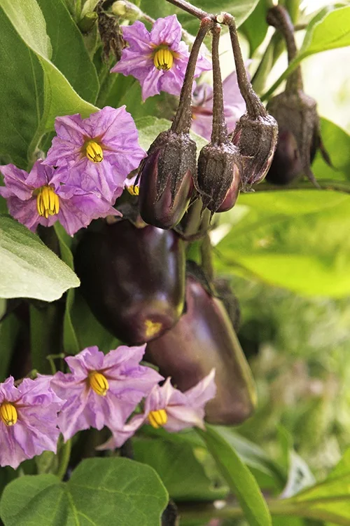 Patio Baby Eggplant 3 Patio Baby Eggplant