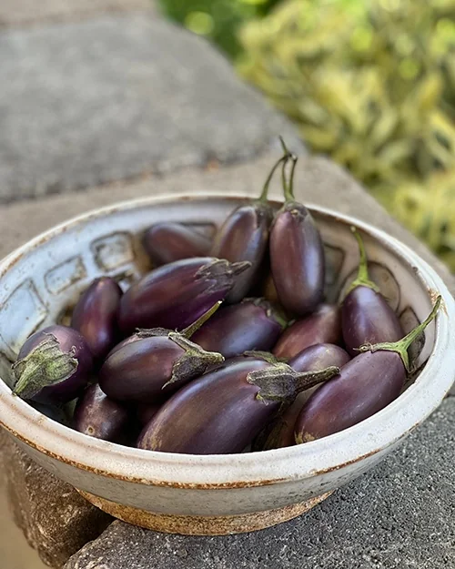Patio Baby Eggplant 4 Patio Baby Eggplant