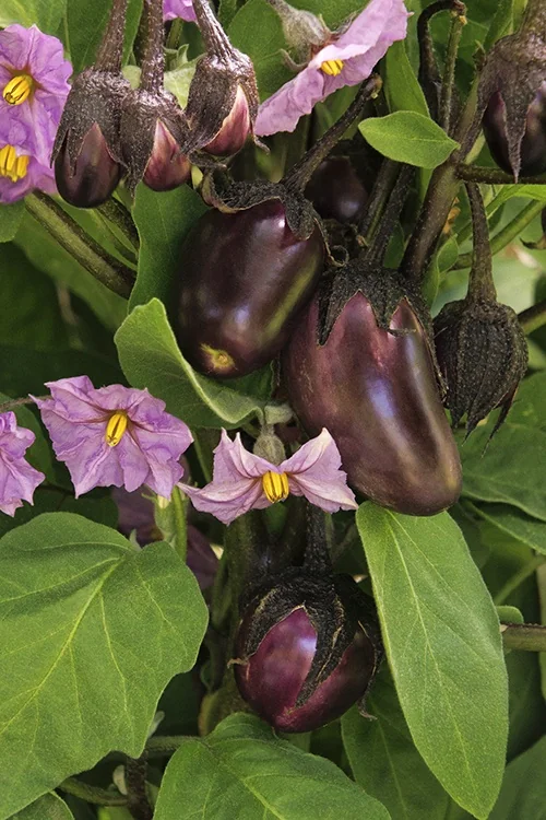 Patio Baby Eggplant 5 Patio Baby Eggplant